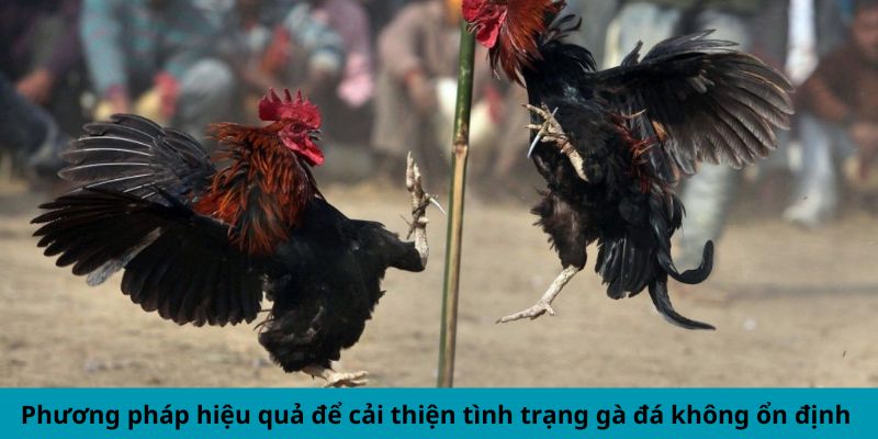 Cách Khắc Phục Gà Đá Thất Thường - Mẹo Duy Trì Phong Độ 2 Phương pháp hiệu quả để cải thiện tình trạng gà đá không ổn định