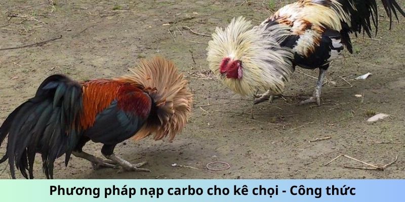 Cách Nạp Carbo Cho Gà Đá - Tối Ưu Hóa Thể Lực Chiến Kê 2 Phương pháp nạp carbo cho kê chọi - Công thức