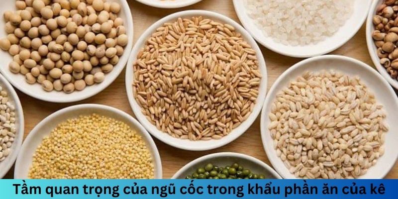 Ngũ Cốc Đá Gà Gồm Những Gì? Chế Độ Dinh Dưỡng Hoàn Hảo 1 Tầm quan trọng của ngũ cốc trong khẩu phần ăn của kê