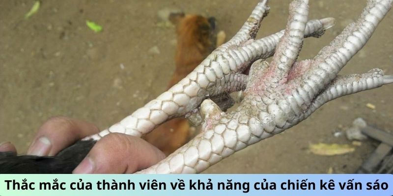 Gà Chọi Vảy Vấn Sáo - Giải Mã Sức Hút Của Giống Gà Quý 2 Thắc mắc của thành viên về khả năng của chiến kê Vấn Sáo