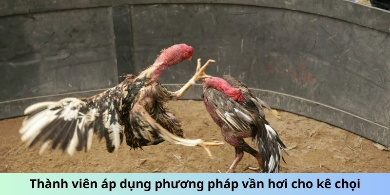 Cách Vần Đòn Cho Gà Tơ - Phương Pháp Huấn Luyện Hiệu Quả 1 Thành viên áp dụng phương pháp vần hơi cho kê chọi
