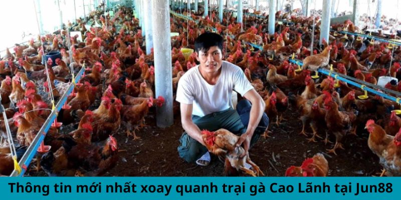 Cập Nhật Thông Tin Mới Nhất Xoay Quanh Trại Gà Cao Lãnh 1 Thông tin mới nhất xoay quanh trại gà Cao Lãnh tại Jun88