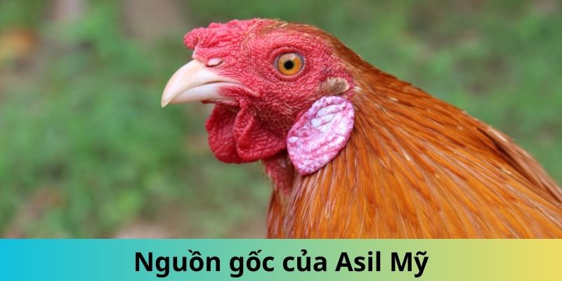 Gà Asil Mỹ - Giống Thần Kê Được Đông Đảo Kê Sư Săn Lùng 1 Thông tin về nguồn gốc gà Asil Mỹ nổi tiếng