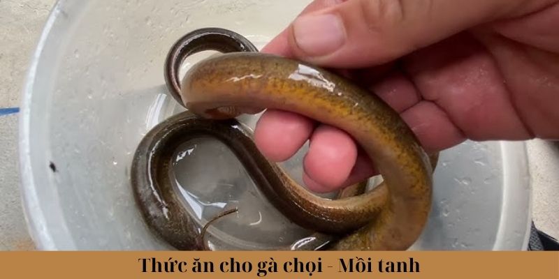 Thức Ăn Cho Gà Chọi Phổ Biến Và Lưu Ý Khi Lựa Chọn 2 Một số loại mồi tanh