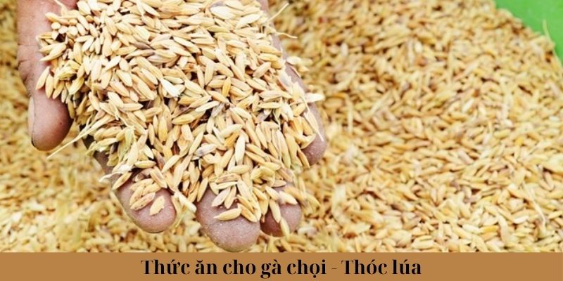 Thức Ăn Cho Gà Chọi Phổ Biến Và Lưu Ý Khi Lựa Chọn 1 Thức ăn cho gà chọi - Thóc và lúa