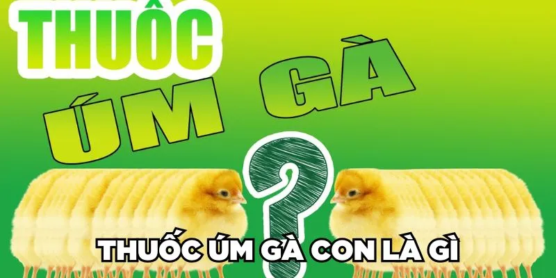 Thuốc Úm Gà Con Là Gì? Phân Loại & Cách Sử Dụng 2024 1 Thuốc úm gà con là gì?