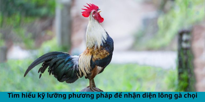 Xem Lông Gà Chọi Đá Hay - Phân Tích Chiến Kê Đẳng Cấp 1 Tìm hiểu kỹ lưỡng phương pháp để nhận diện lông gà chọi