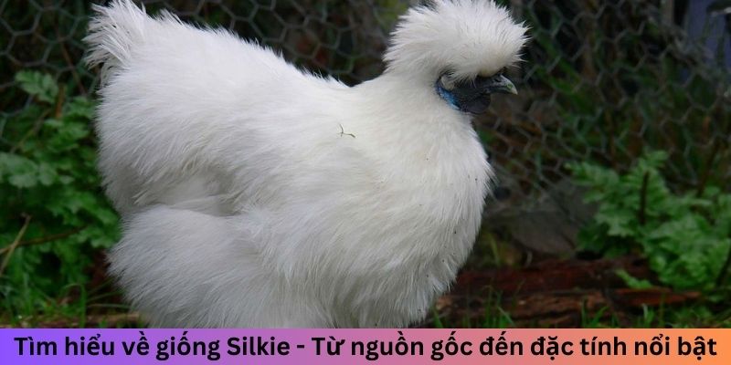Gà Lông Lụa - Cách Nhận Biết Và Nuôi Dưỡng Chuẩn Nhất 1 Tìm hiểu về giống Silkie - Từ nguồn gốc đến đặc tính nổi bật