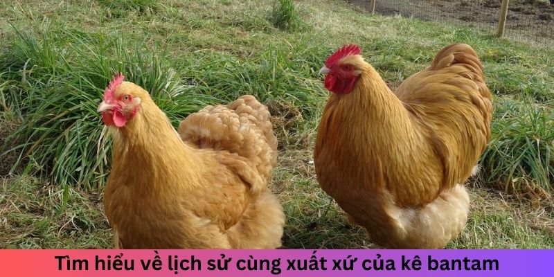 Gà Bắc Kinh - Tìm Hiểu Từ Trung Quốc Đến Toàn Thế Giới 1 Tìm hiểu về lịch sử cùng xuất xứ của kê bantam