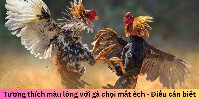 Gà Chọi Mắt Ếch - Chiến Kê Đáng Sợ Làm Đối Thủ Dè Chừng 2 Tương thích màu lông với gà chọi mắt ếch - Điều cần biết