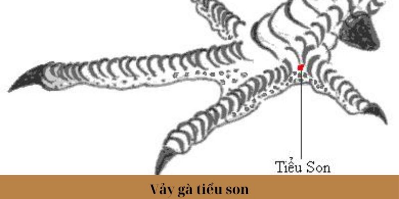 Vảy Gà Tài - Đặc Điểm Xác Định Thần Kê Chính Xác Nhất 2024 2 Vảy gà tiểu son đặc biệt