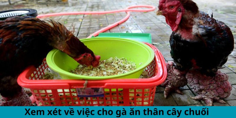 Cách Cho Gà Ăn Thân Cây Chuối Đúng Cách Hiệu Quả Bất Ngờ 1 Xem xét về việc cho gà ăn thân cây chuối