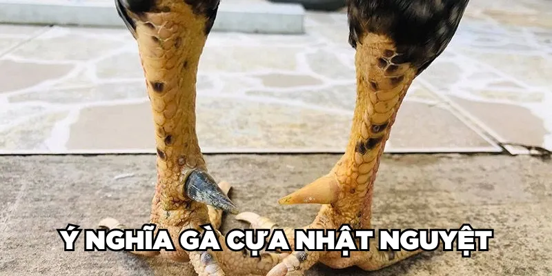 Gà Cựa Nhật Nguyệt Là Gì? Loại Gà Này Đá Có Hay Không? 2 Ý nghĩa gà cựa Nhật Nguyệt