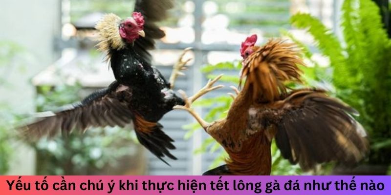 Tết Lông Gà Đá Như Thế Nào Để Tăng Sức Bền Chuẩn Và Đẹp 3 Yếu tố cần chú ý khi thực hiện tết lông gà đá như thế nào