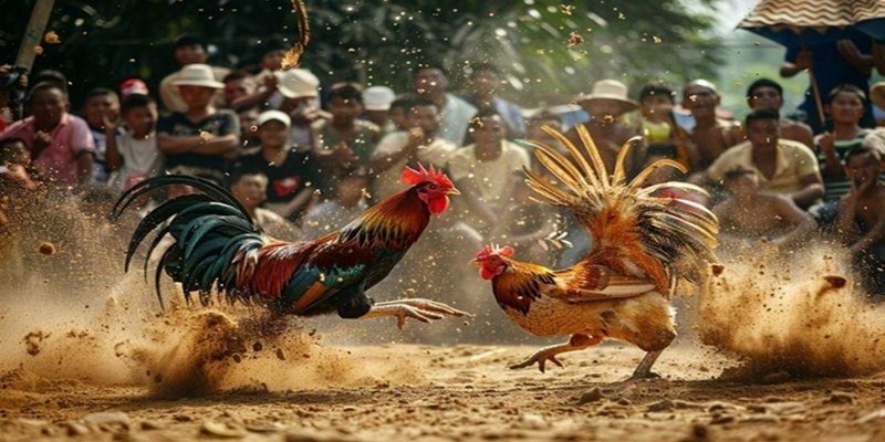 Cách Đá Gà Mạng Luôn Thắng Giúp Kê Thủ Luôn Thành Công 2 Cách đá gà mạng luôn thắng nghiên cứu kỹ lịch sử thi đấu của chiến kê